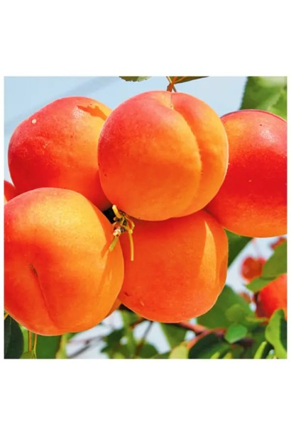 Абрикос Ерлі Ред Оранж ранній | Абрикос Эрли Ред Оранж ранний | Prunus armeniaca Early Red Orange